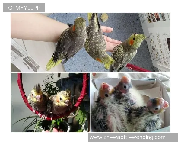 每体：西班牙人举行第三届“鹦鹉不离弃”活动，支撑动物领养